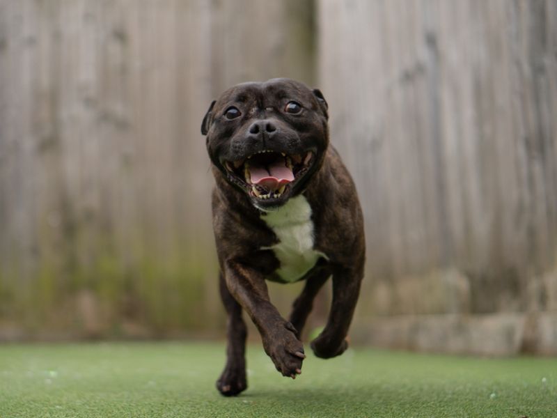 Patsy | Terrier (Staffordshire Bull) Cross | Kenilworth (West Midlands) - 1