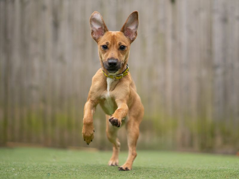 Pippin | Terrier (Jack Russell) | Kenilworth (West Midlands) - 1