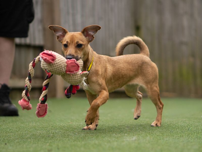 Pippin - Image 2 of 2