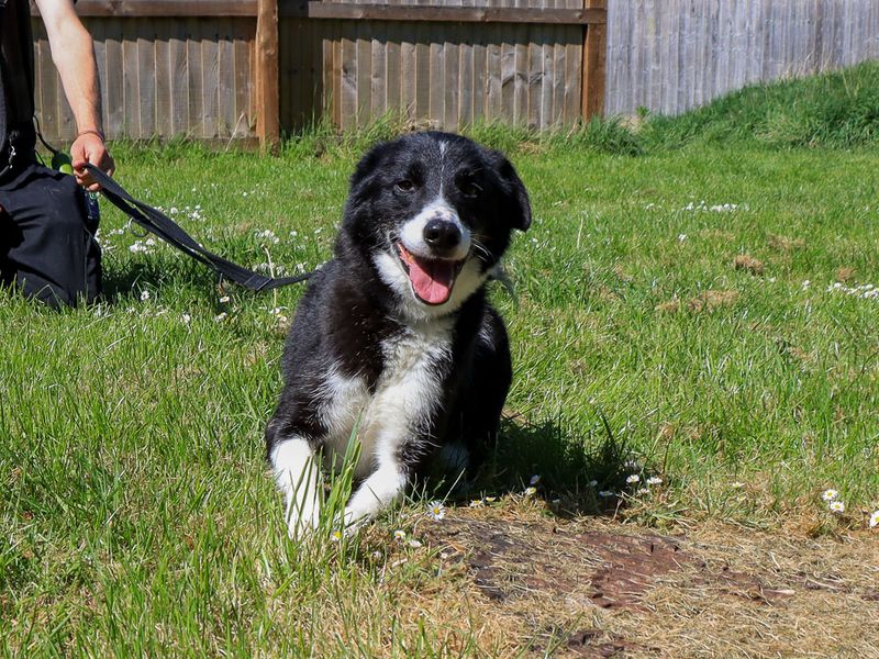 Porter | Collie (Border) | Evesham (Worcestershire) - 1