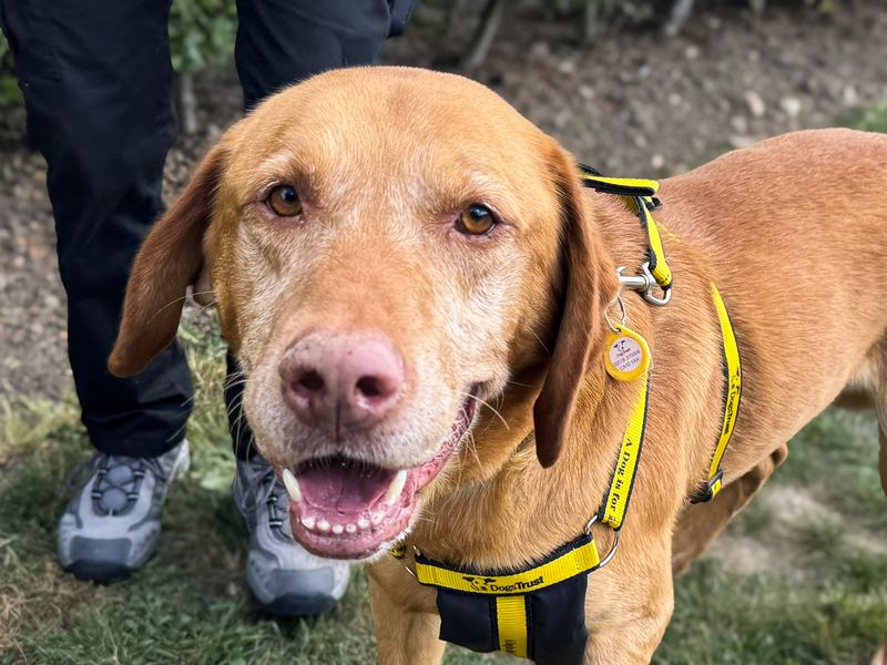 Podrick | Retriever (Labrador) | Basildon (Essex) - 1