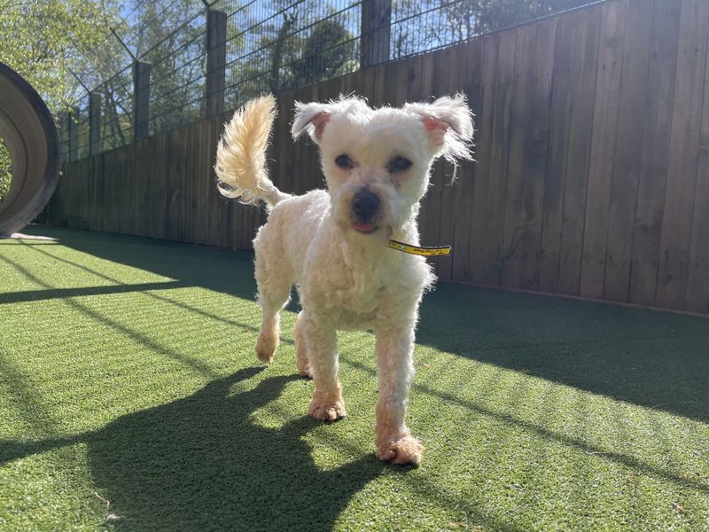 Pixie | Bichon Frise | Ilfracombe - 1