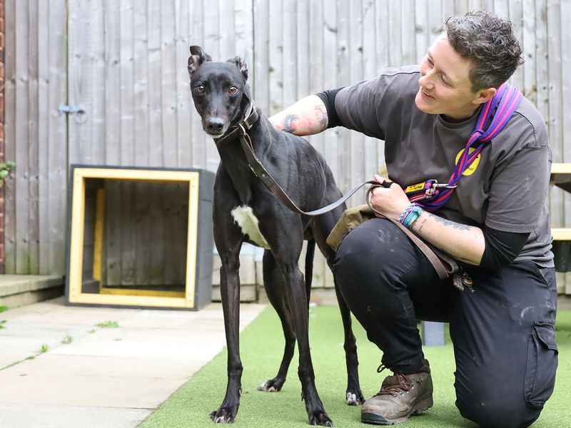 Romeo - Image 2 of 2