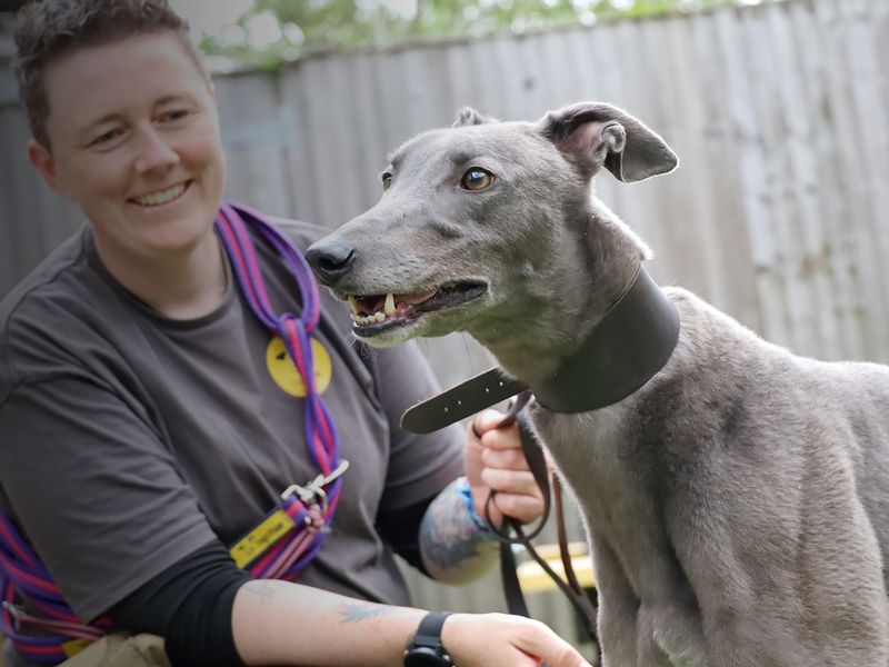 Kenny Boy | Greyhound | Leeds - 1