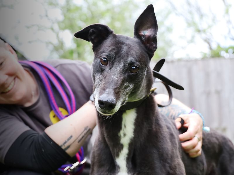 Alexa | Greyhound | Leeds - 1