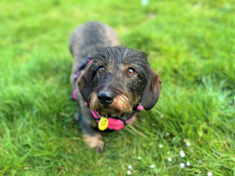 Darcy | Dachshund (Miniature Wire Haired) | Bridgend (Wales) - 1