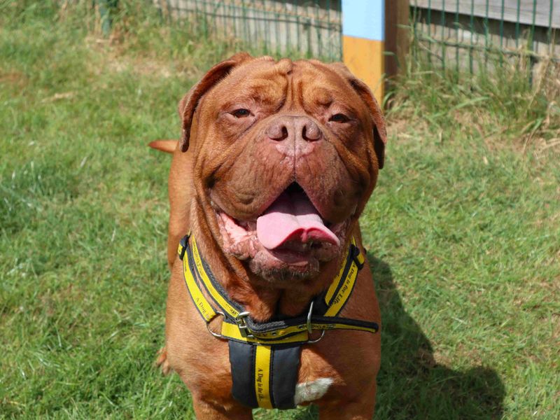 undefined | Dogue De Bordeaux | undefined - 4