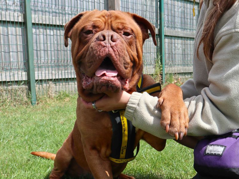 undefined | Dogue De Bordeaux | undefined - 2