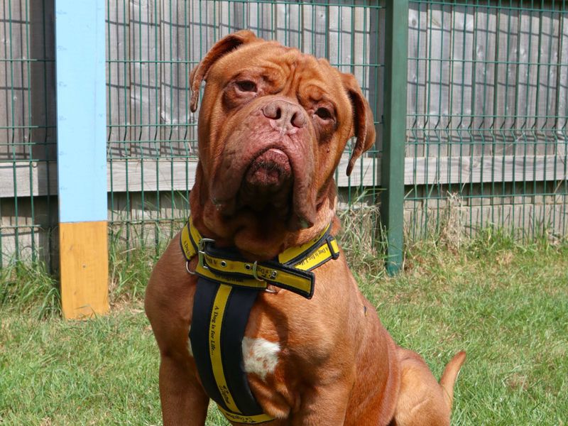 Hooch | Dogue De Bordeaux | Harefield West London - 1