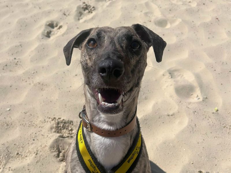 Joni Mitchell | Lurcher | Harefield West London - 1
