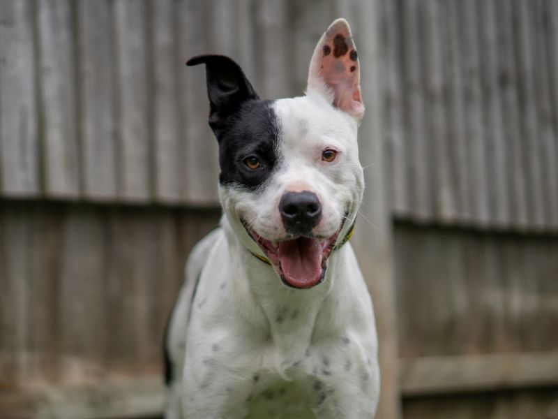 Staffordshire Bull Terrier Dogs And Puppies For Adoption