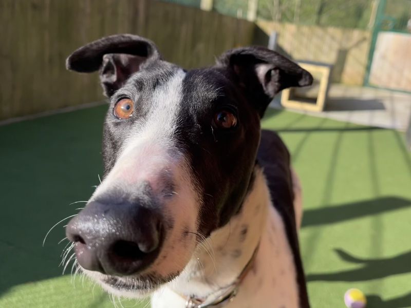 Smudger | Greyhound | Ilfracombe - 1