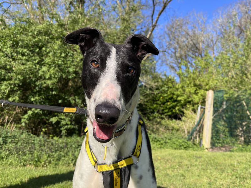 undefined | Greyhound | undefined - 4