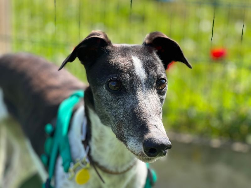 Mossy | Greyhound | Salisbury (Wiltshire) - 1