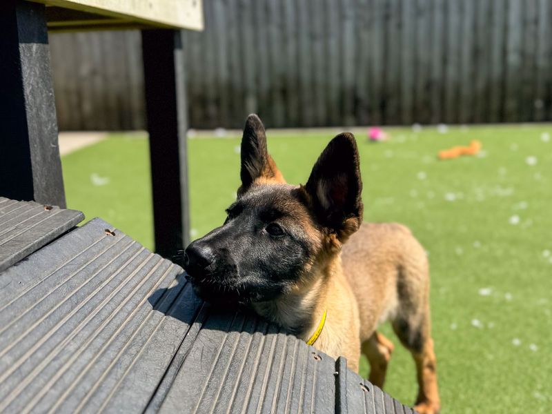 Kai | Belgian Shepherd Dog (Malinois) | Cardiff - 1