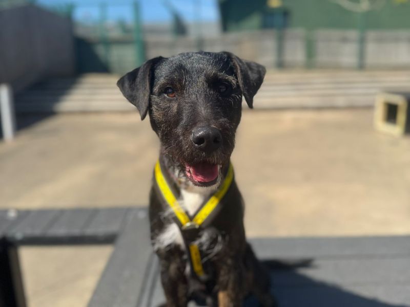Ozzy | Terrier (Patterdale) Cross | Harefield West London - 1