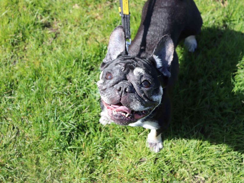 French Bulldog Dogs And Puppies For Adoption
