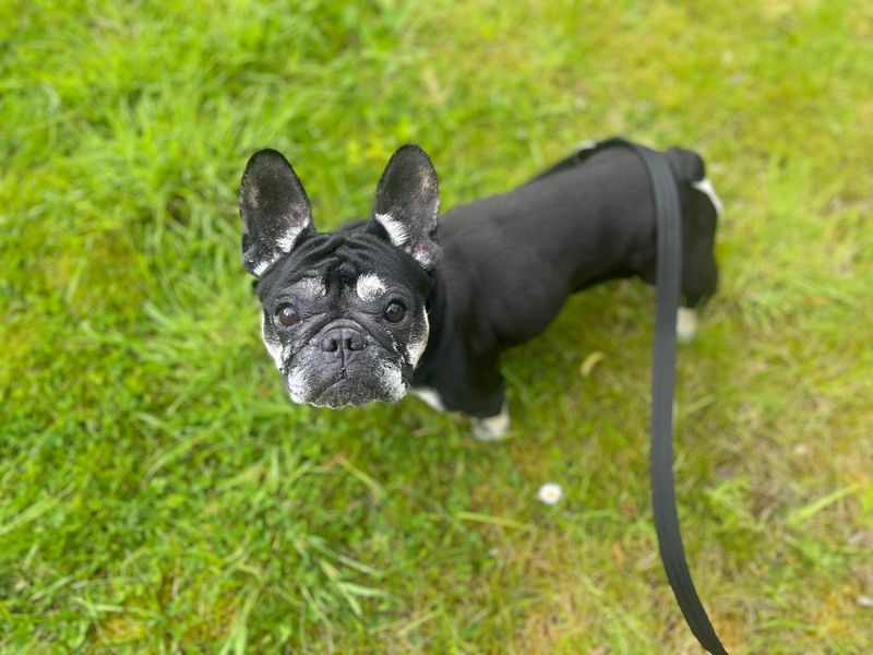 undefined | French Bulldog | undefined - 3