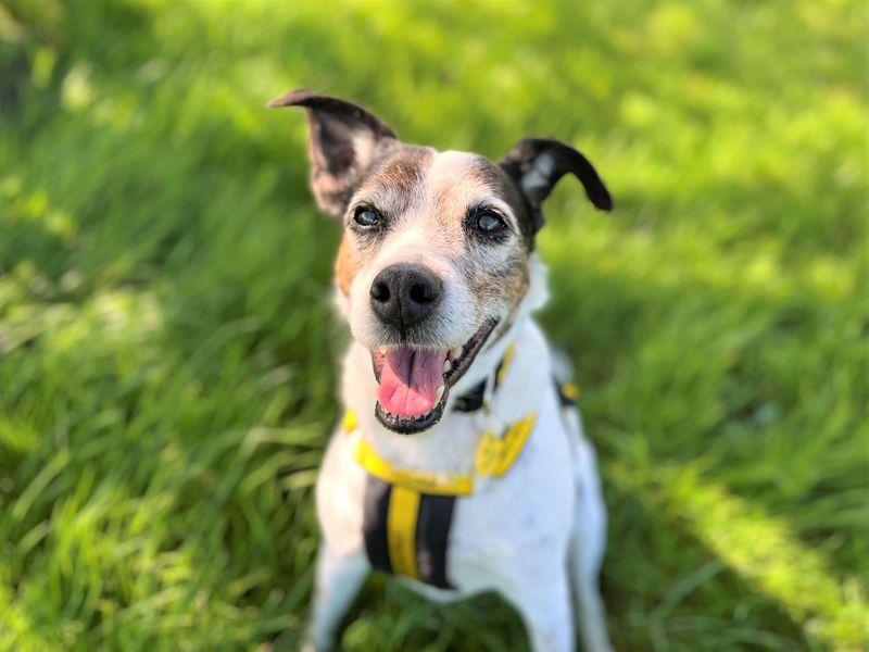 Sam | Terrier (Jack Russell) Cross | Bridgend (Wales) - 1