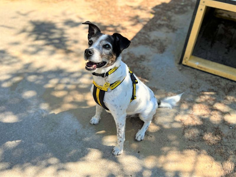 undefined | Terrier (Jack Russell) Cross | undefined - 4