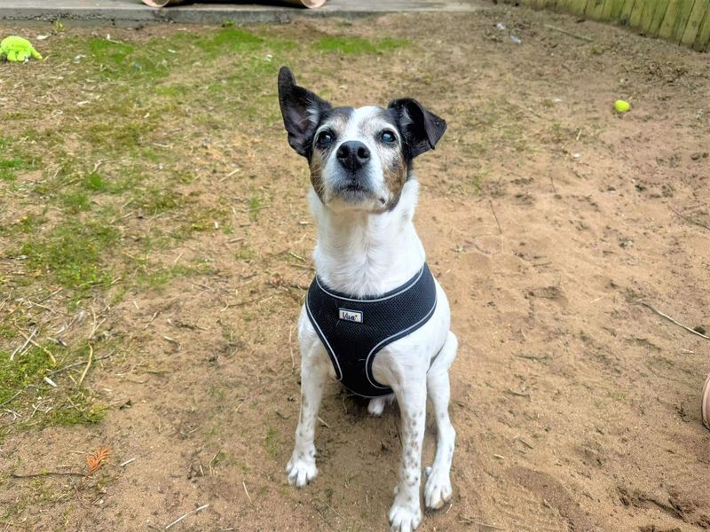 undefined | Terrier (Jack Russell) Cross | undefined - 2