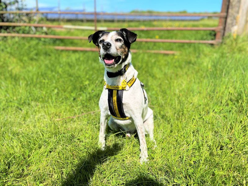 undefined | Terrier (Jack Russell) Cross | undefined - 6
