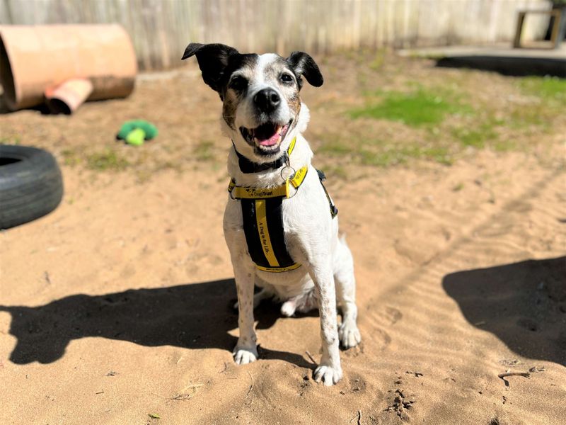 undefined | Terrier (Jack Russell) Cross | undefined - 7