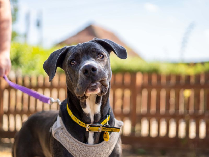 River | Italian Corso Dog Cross | Newbury (Berkshire) - 3
