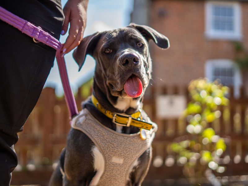River | Italian Corso Dog Cross | Newbury (Berkshire) - 4
