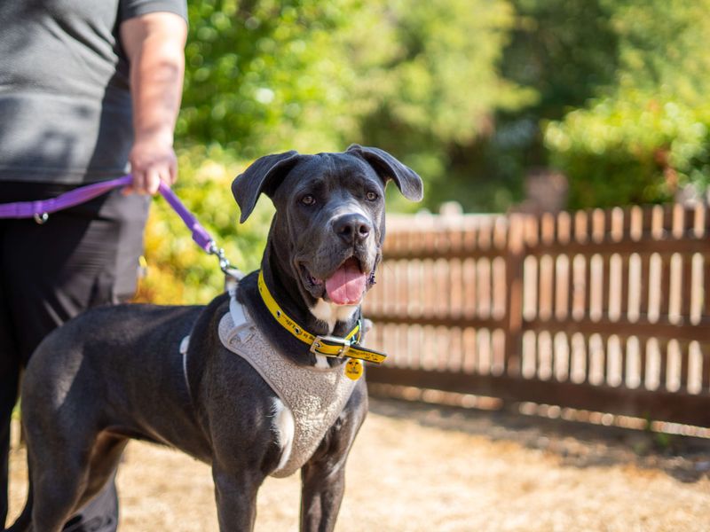 River | Italian Corso Dog Cross | Newbury (Berkshire) - 2