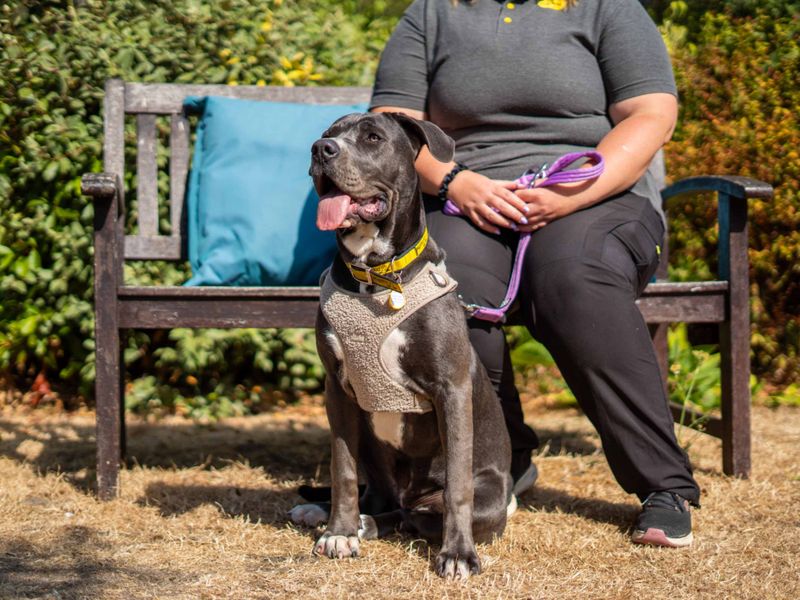 River | Italian Corso Dog Cross | Newbury (Berkshire) - 6