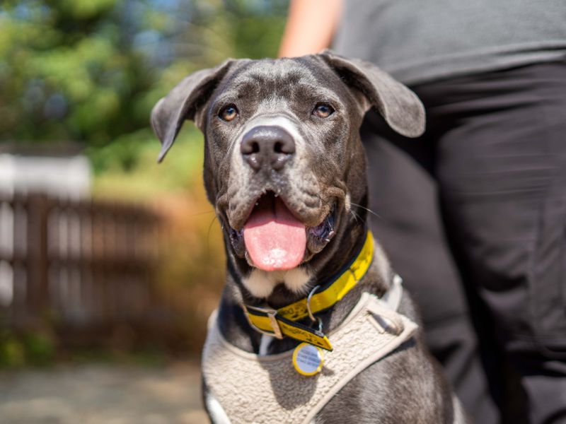 Cane Corso Dogs And Puppies For Adoption
