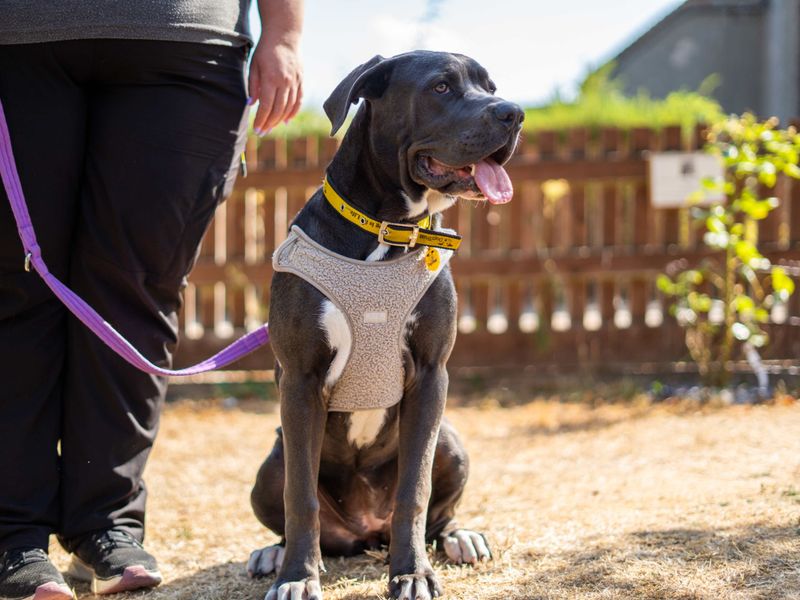 River | Italian Corso Dog Cross | Newbury (Berkshire) - 5