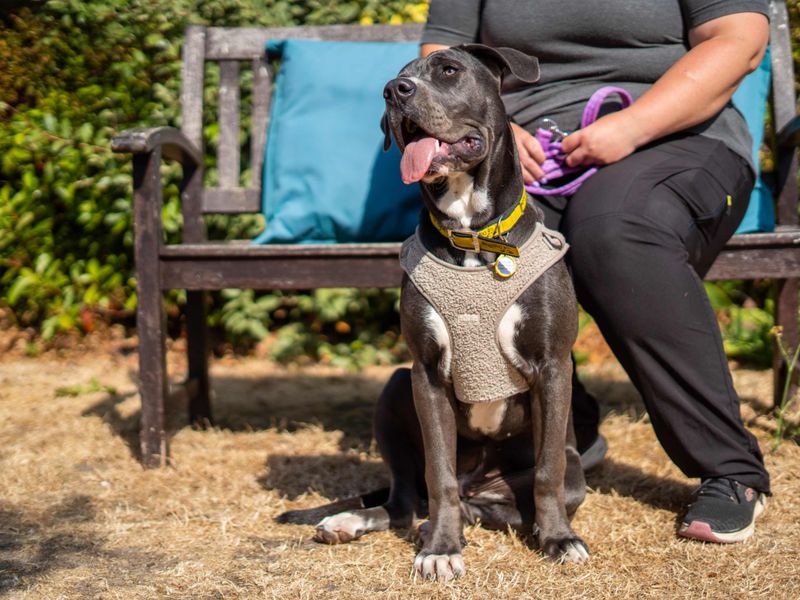 River | Italian Corso Dog Cross | Newbury (Berkshire) - 7