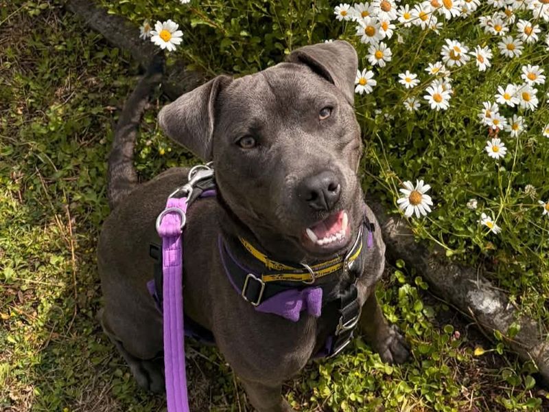 George | Terrier (Staffordshire Bull) Cross | Evesham (Worcestershire) - 1