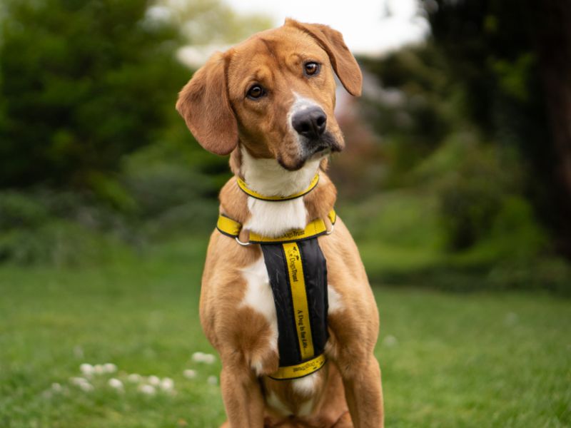 Beagle Dogs And Puppies For Adoption