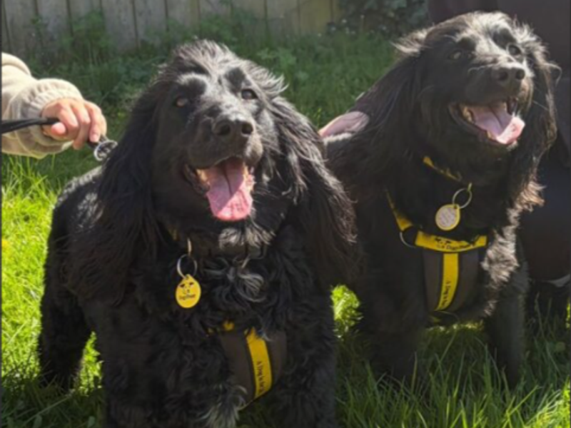 Gunner - Image 2 of 2