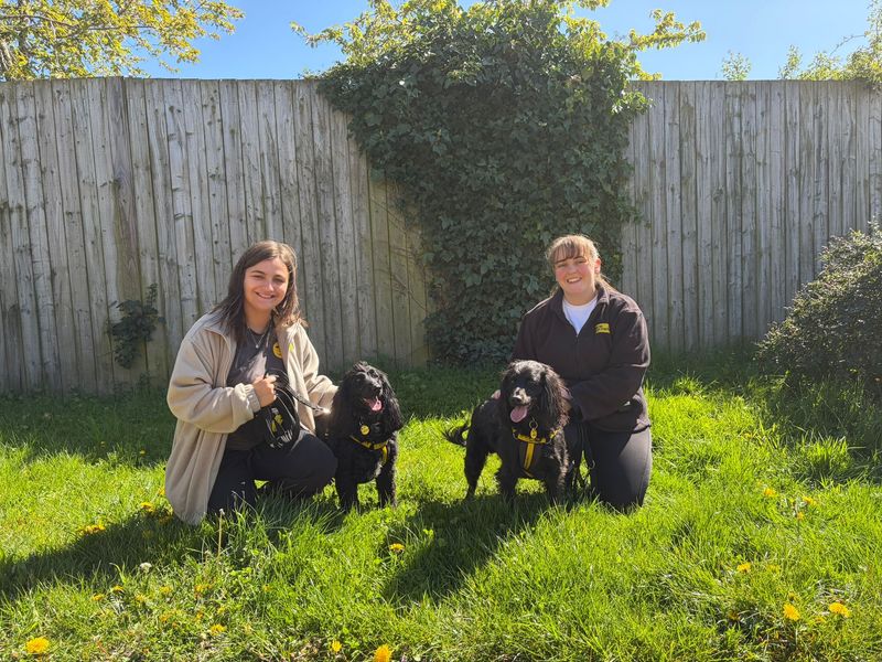 Cocker Spaniel Dogs And Puppies For Adoption