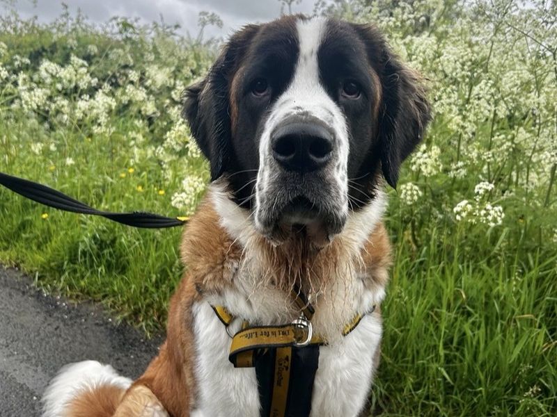 undefined | St Bernard | undefined - 1