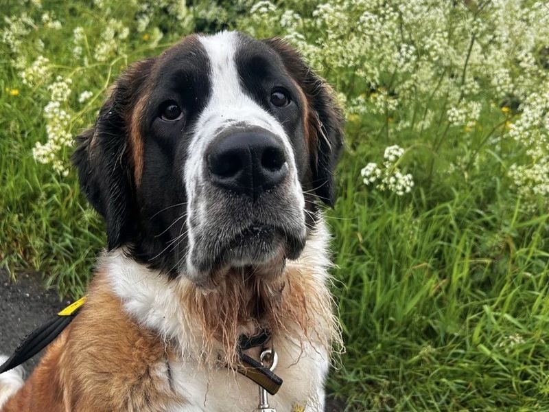 undefined | St Bernard | undefined - 2