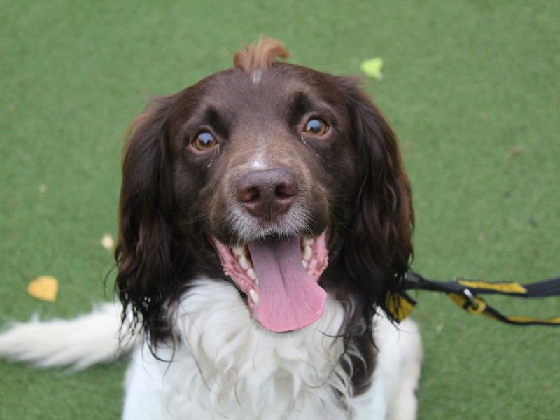 undefined | Spaniel (English Springer) | undefined - 1