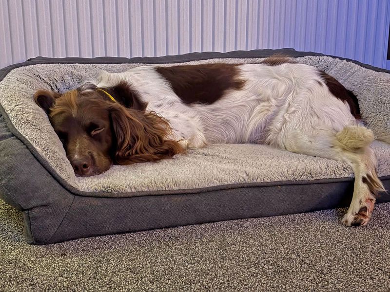 undefined | Spaniel (English Springer) | undefined - 3