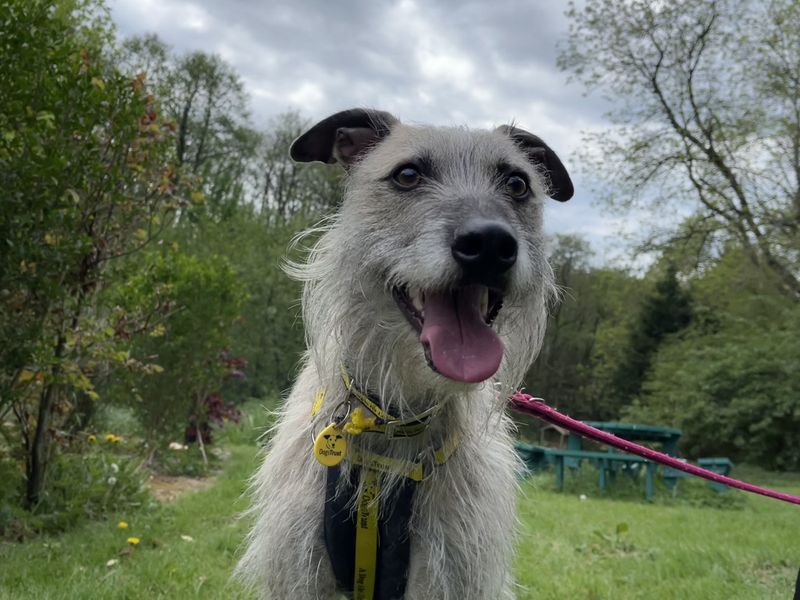 Milo | Lurcher | Ilfracombe - 1