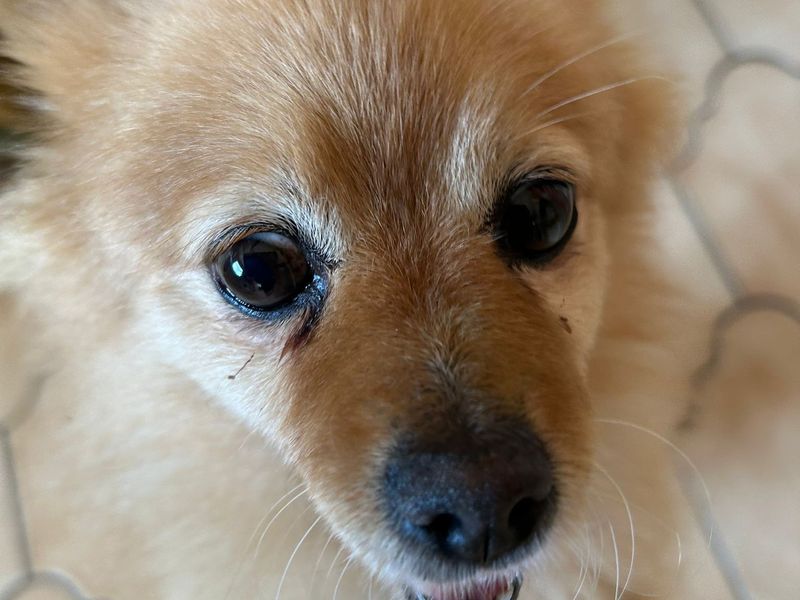 undefined | Pomeranian Cross | undefined - 1