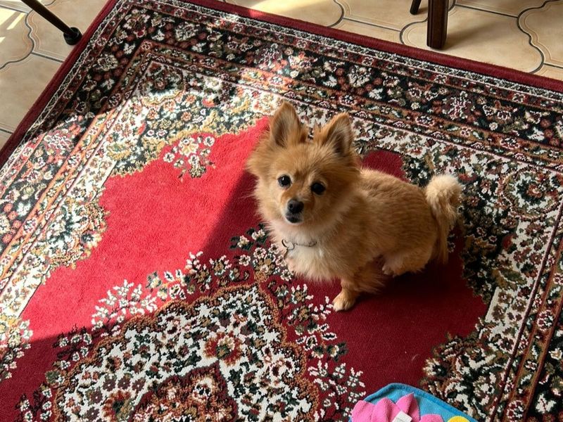 Poppy | Pomeranian Cross | Shoreham (Sussex) - 2