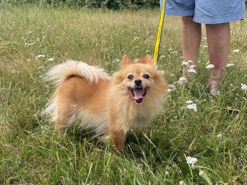 Poppy | Pomeranian Cross | Shoreham (Sussex) - 3