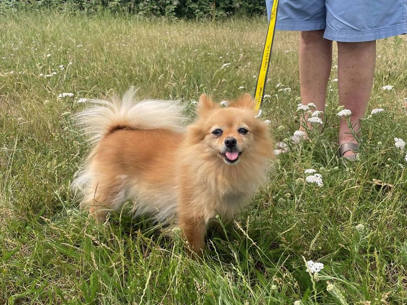 Poppy | Pomeranian Cross | Shoreham (Sussex) - 1