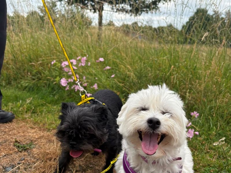 undefined | Affenpinscher | undefined - 2