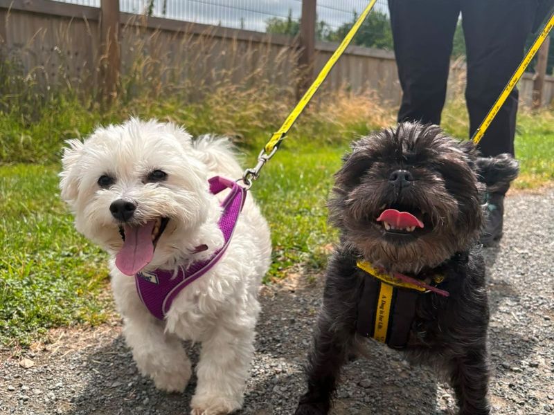 undefined | Affenpinscher | undefined - 3
