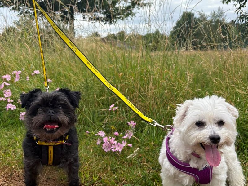 undefined | Affenpinscher | undefined - 1